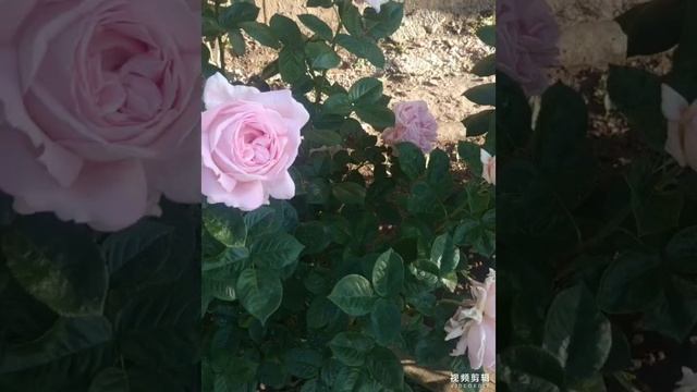 Чайно гибридная роза Эмейзинг Грейс (Муриам) смотреть онлайн