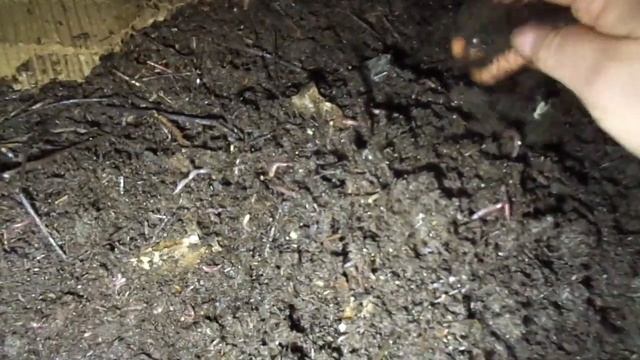 Прошел месяц после заселения червя дендробена в новый субстрат, подготовленный конский навоз. смотреть онлайн