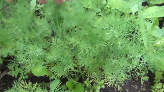 Укроп на 28 июня 2017 урожайный огород сад и огород дача выращивание укропа смотреть онлайн