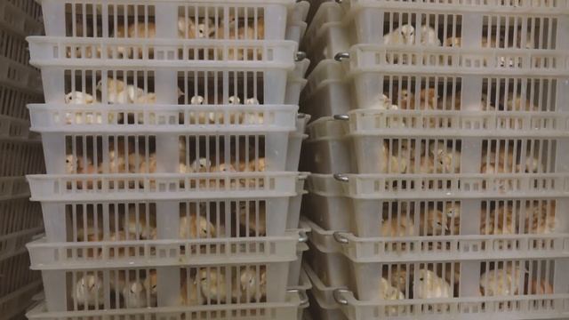 Как вылупляется цыпленок смотреть онлайн