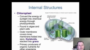 Unit 1. Chapter 5. The Eukaryotes