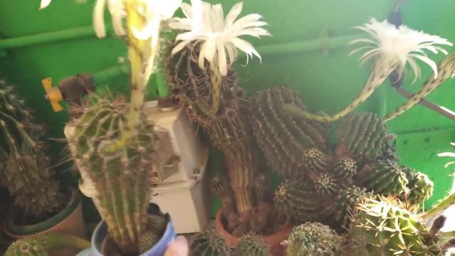 Эхинопсис.Множество цветов. ESPAÑA.MADRID. смотреть онлайн