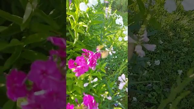 Краснокнижная бабочка бражник в Подмосковье. #бабочка #колибри #чудо