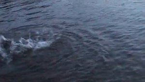 Таймень ночью на мыша