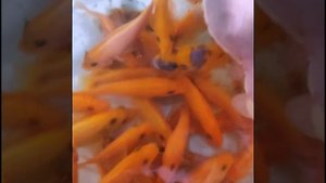 Зебра мармеладка моей селекции и зебра двойная красная. Metriaclima maylandia pseudotropheus zebra