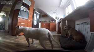 Бультерьер Защищает Питбуля