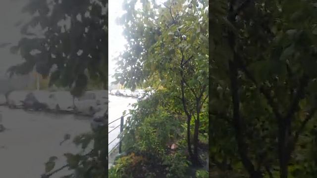 сливы возле подъезда!Вкусные!???