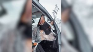 Australian Cattle Dog — Cute And Hilarious Videos And Tik Toks Compilation