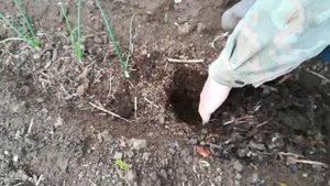 Посадка лука эксибишен в открытый грунт.