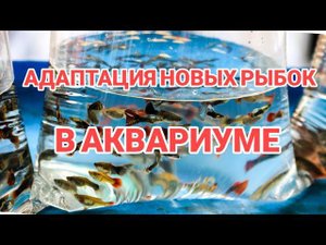 АДАПТАЦИЯ НОВЫХ РЫБОК В АКВАРИУМЕ