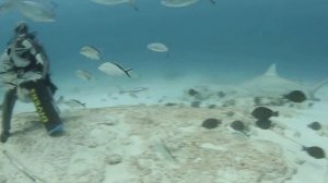 Бычья акула. Интересные факты.