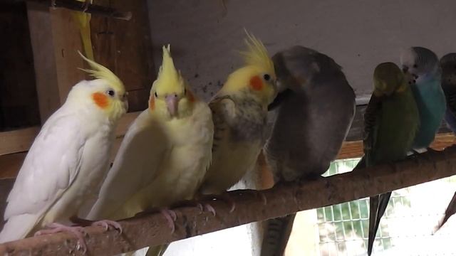 Купил кареллу. смотреть онлайн