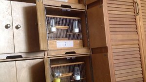 Пение русских канареек, лесной напев, распевающиеся молодые самцы.