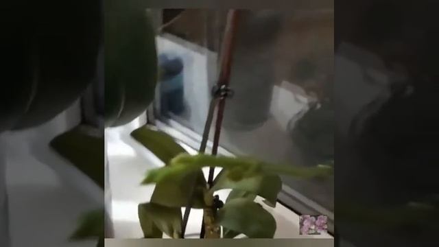 Цветение фаленопсиса равелло