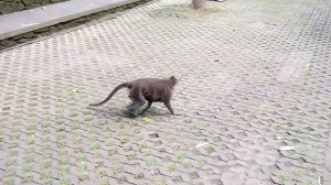 Охота на обезьян. Найдет ли обезьяна банан? | Monkey hunt