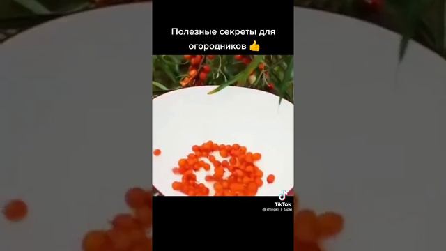 Полезные советы для дачи и огорода #дача#сад#огород#лайфхаки советы идеи