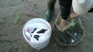 остров Дубовая Грива утро