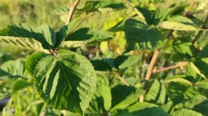 Ежевика Честер. Саженец ежевики.