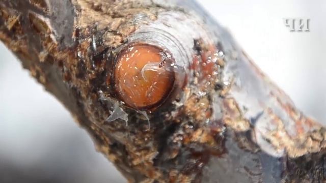 Как правильно подготовить, посадить и привить дерево Советы агронома смотреть онлайн