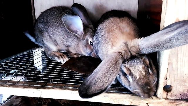 Кролики.Жара.Случки ни кто не отменял.Кролики должны кормить себя,а не я их. смотреть онлайн