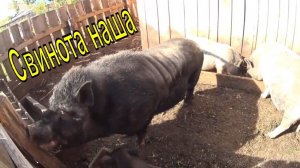 Вьетнамские свиньи Их стало мало