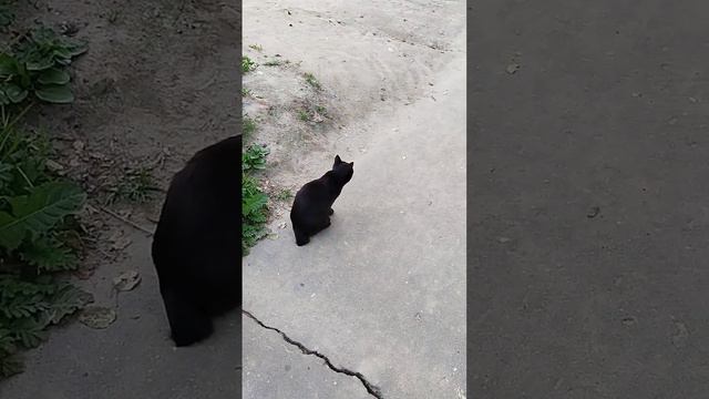 Котик с маленьким хвостом!