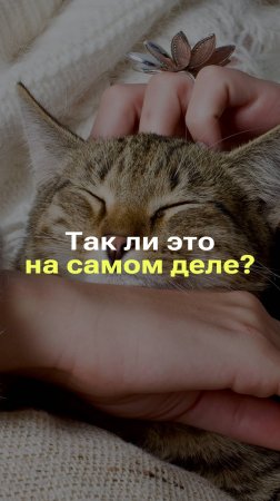 МУРЧАТ ТОЛЬКО "ДОВОЛЬНЫЕ" КОШКИ? I РАЗБОР ТЕОРИИ #фейк #факты #новости