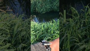 Охота на хищника в маленькой речке