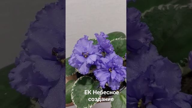 Фиалка ЕК Небесное создание