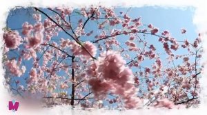 УЧИМ ФРУКТЫ и ЯГОДЫ  Развивающие мультики (480p)