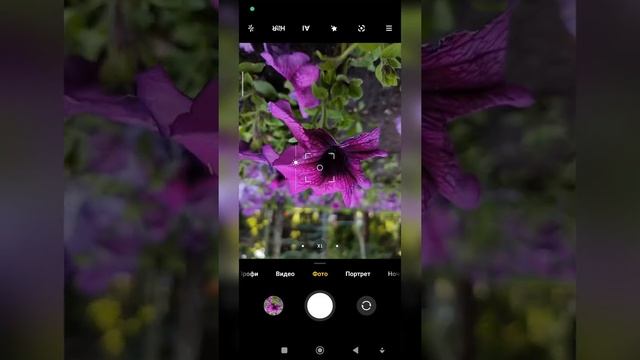 Как правильно фоткать Цветы?? #Shorts
