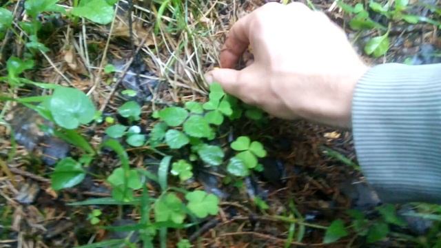 Где собирать лисички! смотреть онлайн