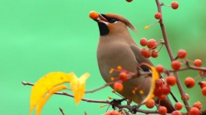 Свиристель (Bombycilla garrulus) - Waxwing