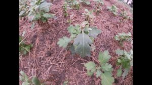 КАК СОХРАНИТЬ ХРИЗАНТЕМУ ЗИМОЙ?