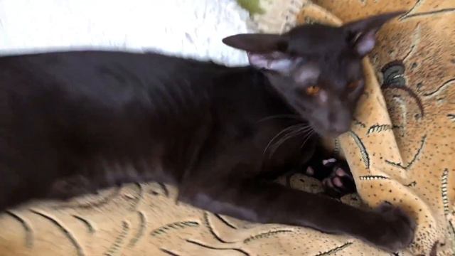 Ориентал🐈 L Смешные коты L  Проделки ориентала