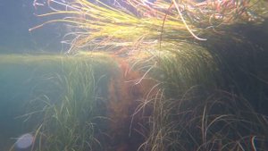 Ловля креветки на Сахалине / Сахалинская креветка, чилим на ловушки