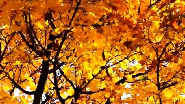 КЛАССНАЯ #МУЗЫКА !!!!!!! ОСЕННИЙ ЛЕС!!! #ВИДЕО КЛАСС!!! смотреть онлайн