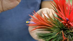Kevin's Tillandsia: T. ionantha Fuego