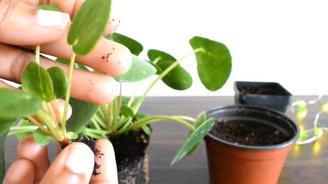 How to Propagate Pilea peperomioides or Chinese money plant | How to Grow Pilea peperomioides? смотреть онлайн