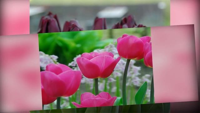 Тюльпан и его многообразие  #цветы #живые #красивые #букеты #прекрасные #волшебные #тюльпаны
