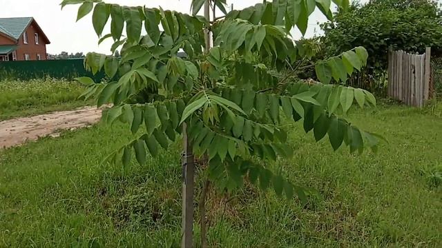Орехи четвертый год после посадки в Ленинградской области смотреть онлайн