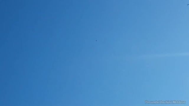 бакинские голуби Молдова смотреть онлайн