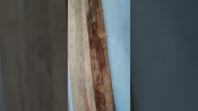 Жук- короед в деревянном доме! смотреть онлайн