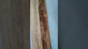 Жук- короед в деревянном доме!