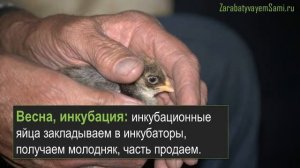 Цесарки как бизнес