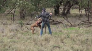 Мортал Комбат кингуру VS человек