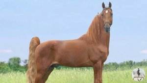 Американская верховая лошадь