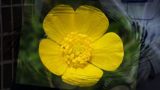 "ЛЮТИК" (позывной Иры Иванюш) HD смотреть онлайн