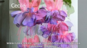 МОИ ФУКСИИ. ЧЕРЕНКИ. САНКТ-ПЕТЕРБУРГ.