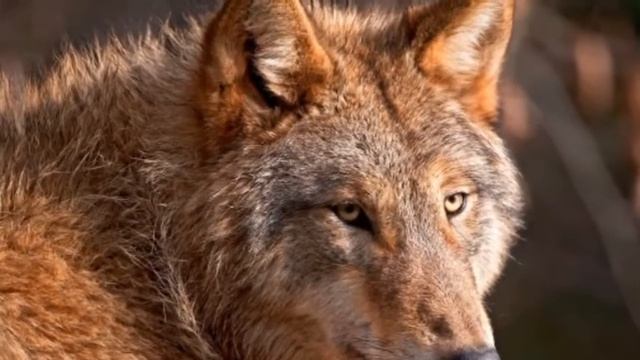 Песня про волков))) Вожак стаи. смотреть онлайн